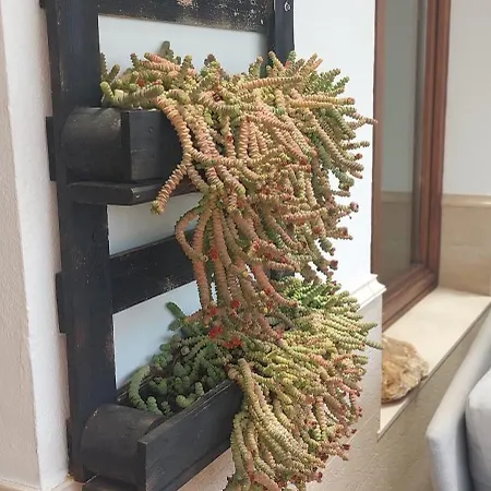 Casa Pura Vida Terraza *